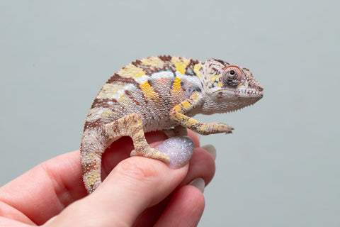Holdbacks/Individuals: Ambilobe offspring from Fanaperana (AKA Pristine) x Teti-dratsy (AKA Conspiracy) - Hatched April 2025 - Male #2