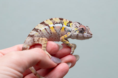 Holdbacks/Individuals: Ambilobe offspring from Fanaperana (AKA Pristine) x Teti-dratsy (AKA Conspiracy) - Hatched April 2025 - Male #2