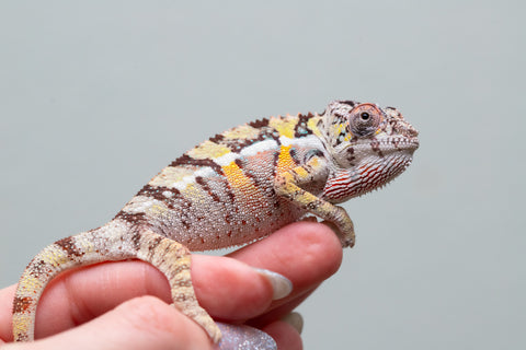 Holdbacks/Individuals: Ambilobe offspring from Fanaperana (AKA Pristine) x Teti-dratsy (AKA Conspiracy) - Hatched April 2025 - Male #2