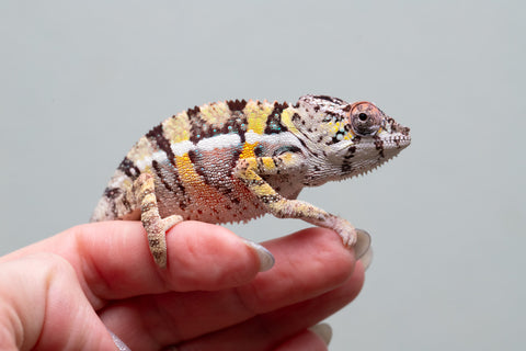 Holdbacks/Individuals: Ambilobe offspring from Fanaperana (AKA Pristine) x Teti-dratsy (AKA Conspiracy) - Hatched April 2025 - Male #2