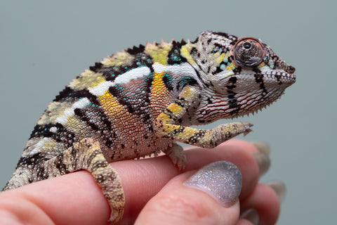 Holdbacks/Individuals: Ambilobe offspring from Fanaperana (AKA Pristine) x Teti-dratsy (AKA Conspiracy) - Hatched April 2025 - Male #2