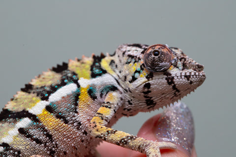 Holdbacks/Individuals: Ambilobe offspring from Fanaperana (AKA Pristine) x Teti-dratsy (AKA Conspiracy) - Hatched April 2025 - Male #2