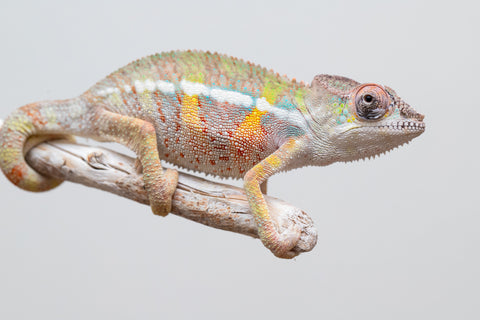 Holdbacks/Individuals: Ambilobe offspring from Fanaperana (AKA Pristine) x Teti-dratsy (AKA Conspiracy) - Hatched April 2025 - Male #2