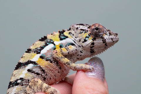 Holdbacks/Individuals: Ambilobe offspring from Fanaperana (AKA Pristine) x Teti-dratsy (AKA Conspiracy) - Hatched April 2025 - Male #2