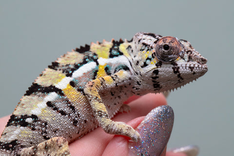 Holdbacks/Individuals: Ambilobe offspring from Fanaperana (AKA Pristine) x Teti-dratsy (AKA Conspiracy) - Hatched April 2025 - Male #2
