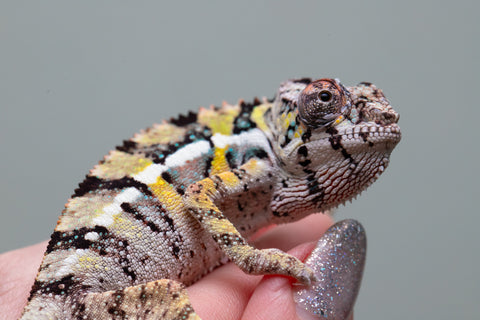 Holdbacks/Individuals: Ambilobe offspring from Fanaperana (AKA Pristine) x Teti-dratsy (AKA Conspiracy) - Hatched April 2025 - Male #2