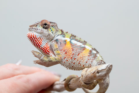 Holdbacks/Individuals: Ambilobe offspring from Fanaperana (AKA Pristine) x Teti-dratsy (AKA Conspiracy) - Hatched April 2025 - Male #2