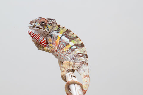 Holdbacks/Individuals: Ambilobe offspring from Fanaperana (AKA Pristine) x Teti-dratsy (AKA Conspiracy) - Hatched April 2025 - Male #2