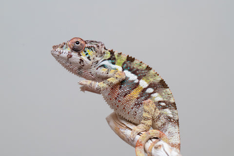 Holdbacks/Individuals: Ambilobe offspring from Fanaperana (AKA Pristine) x Teti-dratsy (AKA Conspiracy) - Hatched April 2025 - Male #2