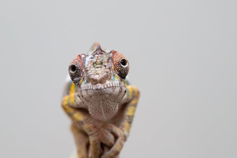 Holdbacks/Individuals: Ambilobe offspring from Fanaperana (AKA Pristine) x Teti-dratsy (AKA Conspiracy) - Hatched April 2025 - Male #2