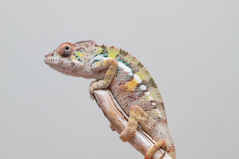 Holdbacks/Individuals: Ambilobe offspring from Fanaperana (AKA Pristine) x Teti-dratsy (AKA Conspiracy) - Hatched April 2025 - Male #2