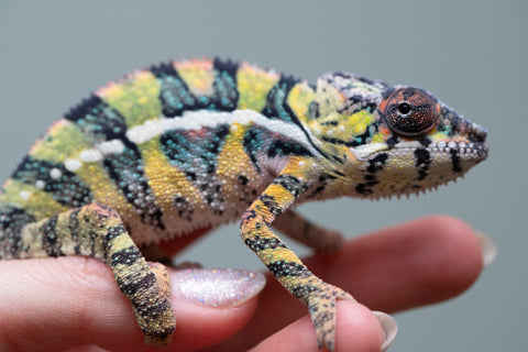 Holdbacks/Individuals: Ambilobe offspring from Fanaperana (AKA Pristine) x Teti-dratsy (AKA Conspiracy) - Hatched April 2025 - Male #3 - B-Grade