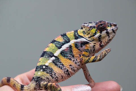 Holdbacks/Individuals: Ambilobe offspring from Fanaperana (AKA Pristine) x Teti-dratsy (AKA Conspiracy) - Hatched April 2025 - Male #3 - B-Grade