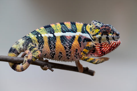 Holdbacks/Individuals: Ambilobe offspring from Fanaperana (AKA Pristine) x Teti-dratsy (AKA Conspiracy) - Hatched April 2025 - Male #3 - B-Grade
