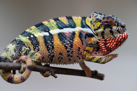 Holdbacks/Individuals: Ambilobe offspring from Fanaperana (AKA Pristine) x Teti-dratsy (AKA Conspiracy) - Hatched April 2025 - Male #3 - B-Grade
