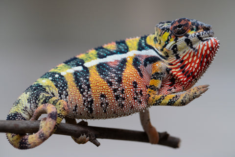 Holdbacks/Individuals: Ambilobe offspring from Fanaperana (AKA Pristine) x Teti-dratsy (AKA Conspiracy) - Hatched April 2025 - Male #3 - B-Grade