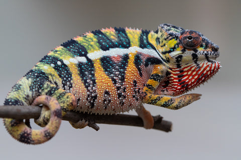 Holdbacks/Individuals: Ambilobe offspring from Fanaperana (AKA Pristine) x Teti-dratsy (AKA Conspiracy) - Hatched April 2025 - Male #3 - B-Grade