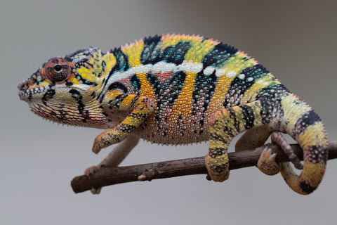 Holdbacks/Individuals: Ambilobe offspring from Fanaperana (AKA Pristine) x Teti-dratsy (AKA Conspiracy) - Hatched April 2025 - Male #3 - B-Grade