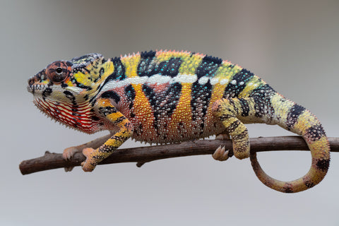 Holdbacks/Individuals: Ambilobe offspring from Fanaperana (AKA Pristine) x Teti-dratsy (AKA Conspiracy) - Hatched April 2025 - Male #3 - B-Grade