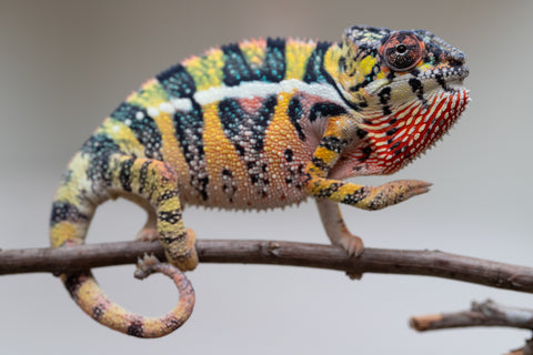 Holdbacks/Individuals: Ambilobe offspring from Fanaperana (AKA Pristine) x Teti-dratsy (AKA Conspiracy) - Hatched April 2025 - Male #3 - B-Grade