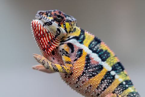 Holdbacks/Individuals: Ambilobe offspring from Fanaperana (AKA Pristine) x Teti-dratsy (AKA Conspiracy) - Hatched April 2025 - Male #3 - B-Grade