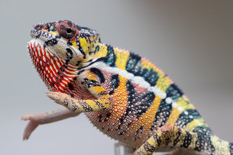 Holdbacks/Individuals: Ambilobe offspring from Fanaperana (AKA Pristine) x Teti-dratsy (AKA Conspiracy) - Hatched April 2025 - Male #3 - B-Grade