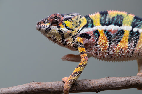 Holdbacks/Individuals: Ambilobe offspring from Fanaperana (AKA Pristine) x Teti-dratsy (AKA Conspiracy) - Hatched April 2025 - Male #3 - B-Grade