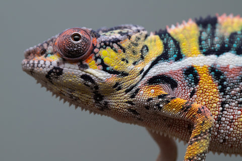 Holdbacks/Individuals: Ambilobe offspring from Fanaperana (AKA Pristine) x Teti-dratsy (AKA Conspiracy) - Hatched April 2025 - Male #3 - B-Grade