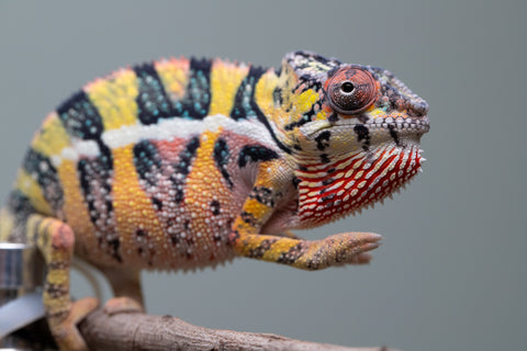 Holdbacks/Individuals: Ambilobe offspring from Fanaperana (AKA Pristine) x Teti-dratsy (AKA Conspiracy) - Hatched April 2025 - Male #3 - B-Grade