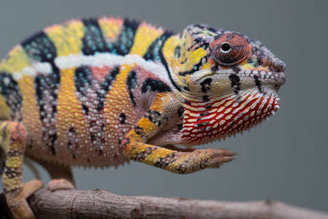 Holdbacks/Individuals: Ambilobe offspring from Fanaperana (AKA Pristine) x Teti-dratsy (AKA Conspiracy) - Hatched April 2025 - Male #3 - B-Grade