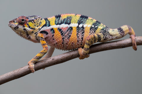 Holdbacks/Individuals: Ambilobe offspring from Fanaperana (AKA Pristine) x Teti-dratsy (AKA Conspiracy) - Hatched April 2025 - Male #3 - B-Grade