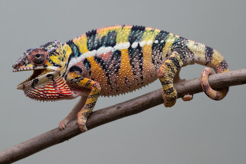 Holdbacks/Individuals: Ambilobe offspring from Fanaperana (AKA Pristine) x Teti-dratsy (AKA Conspiracy) - Hatched April 2025 - Male #3 - B-Grade