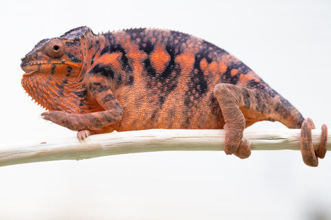 Holdbacks/Individuals: Ambilobe offspring from "Fandra-mahamay" (AKA Pineapple Sun) x "Hatina" (AKA Itch) - Hatched April 2024 - Female #1