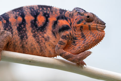 Holdbacks/Individuals: Ambilobe offspring from "Fandra-mahamay" (AKA Pineapple Sun) x "Hatina" (AKA Itch) - Hatched April 2024 - Female #1