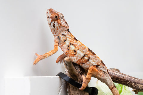 Ambilobe From "Fandra Manody-volana" (AKA Pineapple Express) x  "Fafana-dasidasy" (AKA Boardwalk) - Hatched March 2026 - Female #1
