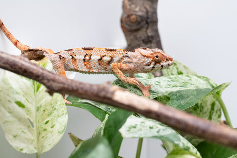 Ambilobe From "Fandra Manody-volana" (AKA Pineapple Express) x  "Fafana-dasidasy" (AKA Boardwalk) - Hatched March 2026 - Female #1