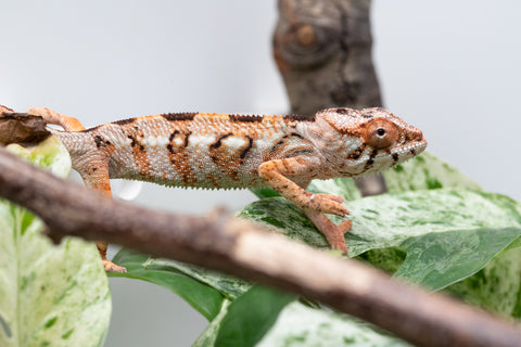 Ambilobe From "Fandra Manody-volana" (AKA Pineapple Express) x  "Fafana-dasidasy" (AKA Boardwalk) - Hatched March 2026 - Female #1