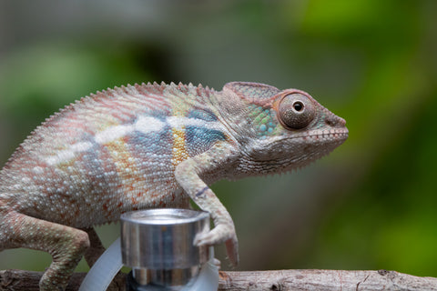 Ambilobe From "Fandra Manody-volana" (AKA Pineapple Express) x  "Fafana-dasidasy" (AKA Boardwalk) - Hatched March 2026 - Male #1