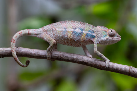 Ambilobe From "Fandra Manody-volana" (AKA Pineapple Express) x  "Fafana-dasidasy" (AKA Boardwalk) - Hatched March 2026 - Male #1