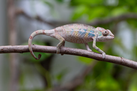 Ambilobe From "Fandra Manody-volana" (AKA Pineapple Express) x  "Fafana-dasidasy" (AKA Boardwalk) - Hatched March 2026 - Male #1