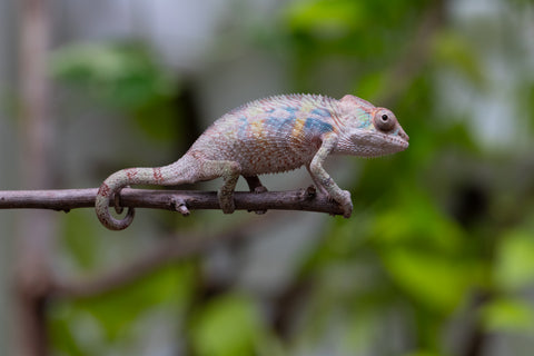 Ambilobe From "Fandra Manody-volana" (AKA Pineapple Express) x  "Fafana-dasidasy" (AKA Boardwalk) - Hatched March 2026 - Male #1