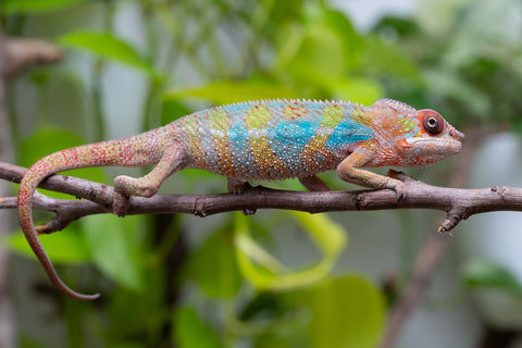 Ambilobe From "Fandra Manody-volana" (AKA Pineapple Express) x  "Fafana-dasidasy" (AKA Boardwalk) - Hatched March 2026 - Male #3