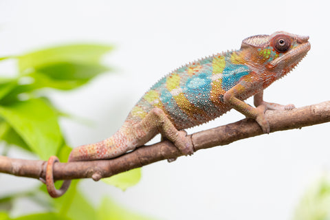 Ambilobe From "Fandra Manody-volana" (AKA Pineapple Express) x  "Fafana-dasidasy" (AKA Boardwalk) - Hatched March 2026 - Male #3