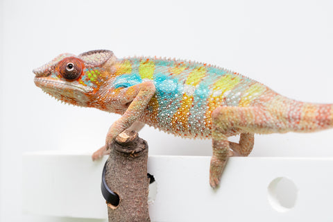 Ambilobe From "Fandra Manody-volana" (AKA Pineapple Express) x  "Fafana-dasidasy" (AKA Boardwalk) - Hatched March 2026 - Male #3