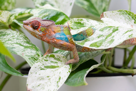 Ambilobe From "Fandra Manody-volana" (AKA Pineapple Express) x  "Fafana-dasidasy" (AKA Boardwalk) - Hatched March 2026 - Male #3