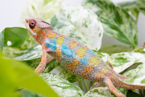 Ambilobe From "Fandra Manody-volana" (AKA Pineapple Express) x  "Fafana-dasidasy" (AKA Boardwalk) - Hatched March 2026 - Male #3
