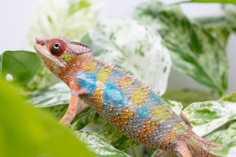 Ambilobe From "Fandra Manody-volana" (AKA Pineapple Express) x  "Fafana-dasidasy" (AKA Boardwalk) - Hatched March 2026 - Male #3