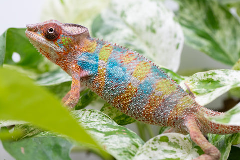 Ambilobe From "Fandra Manody-volana" (AKA Pineapple Express) x  "Fafana-dasidasy" (AKA Boardwalk) - Hatched March 2026 - Male #3