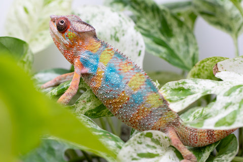 Ambilobe From "Fandra Manody-volana" (AKA Pineapple Express) x  "Fafana-dasidasy" (AKA Boardwalk) - Hatched March 2026 - Male #3