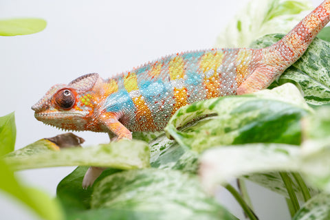 Ambilobe From "Fandra Manody-volana" (AKA Pineapple Express) x  "Fafana-dasidasy" (AKA Boardwalk) - Hatched March 2026 - Male #3